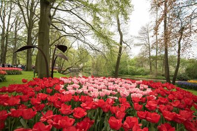 Red tulips in park