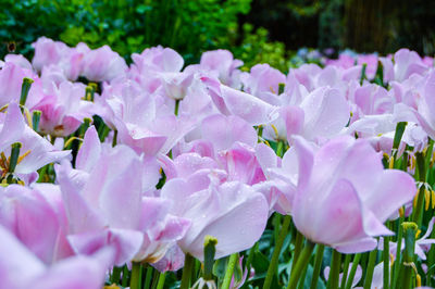 Close-up of pink flowers