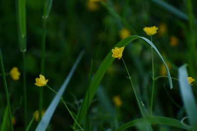 Close-up of yellow flowering plant on field