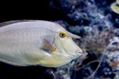 Close-up of fish swimming in sea