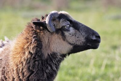 Close-up of sheep looking away