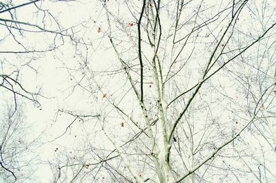 Low angle view of tree against sky