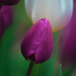 Close-up of pink tulip blooming outdoors