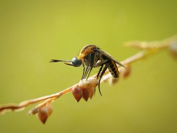 Close-up of insect on leaf