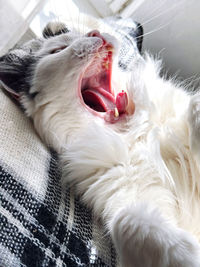 yawning