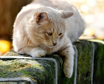 Close-up of cat relaxing outdoors