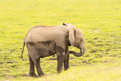 Elephant walking in a field