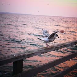 Seagull flying over sea against clear sky