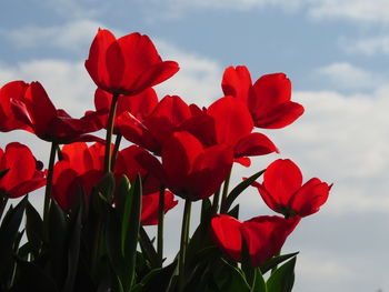 Low angle view of red flowering plants against sky