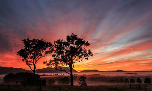 Silhouette tree against orange sky