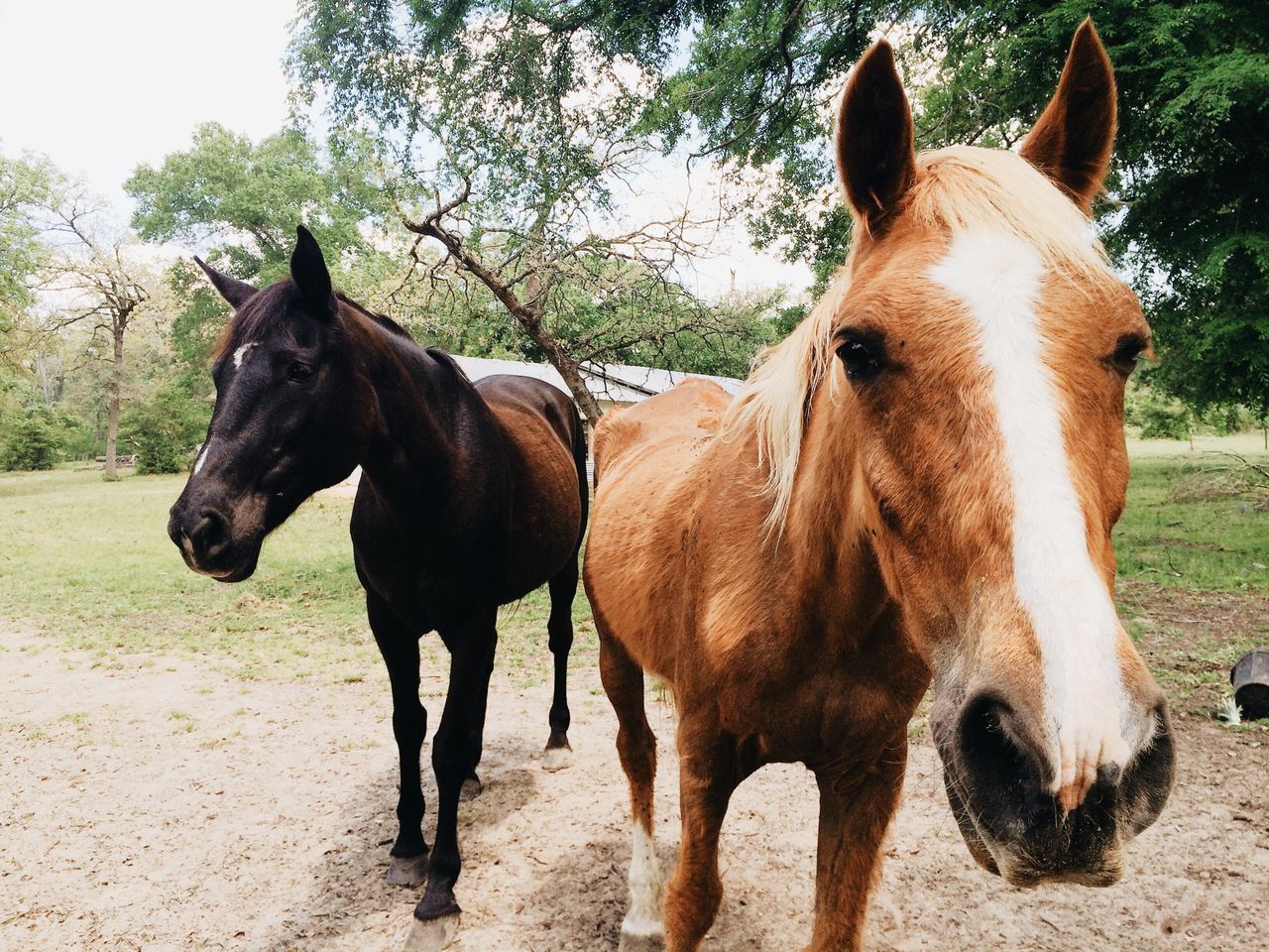 domestic animals, animal themes, mammal, livestock, horse, standing, working animal, brown, two animals, herbivorous, field, one animal, zoology, side view, full length, day, outdoors, tree, sunlight, cow