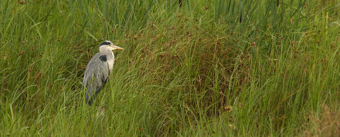 High angle view of gray heron on field