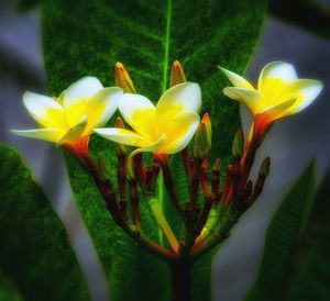 Close-up of flowers blooming outdoors