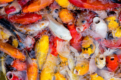 High angle view of koi carps swimming in sea