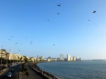 Birds flying over city against blue sky
