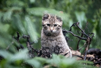 Portrait of cat on tree