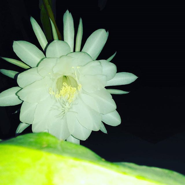 flower, petal, flower head, fragility, freshness, white color, growth, beauty in nature, single flower, close-up, plant, nature, blooming, white, black background, in bloom, high angle view, focus on foreground, no people, pollen