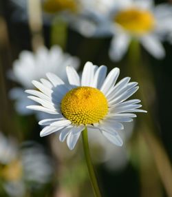 Close-up view of chamomile plant