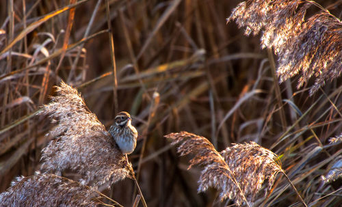 Close-up of bird perching on plant