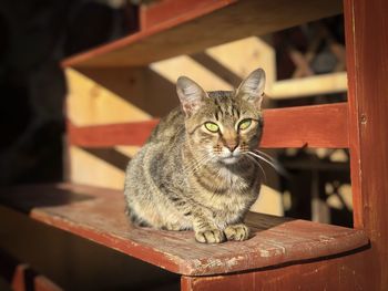 Close-up portrait of a cat