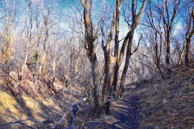 Bare trees in forest