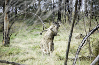 A kangaroo in australia is posing for other