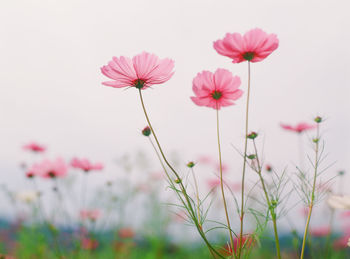 Close-up of pink cosmos flowers