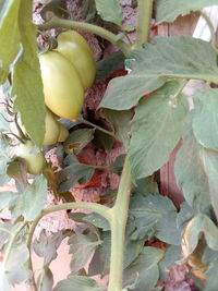 Close-up of fruit growing on plant