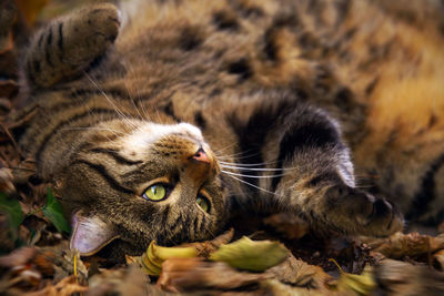 Close-up of a cat