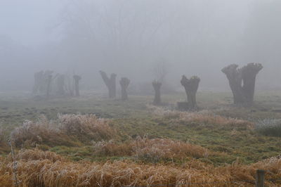 Trees on field against sky