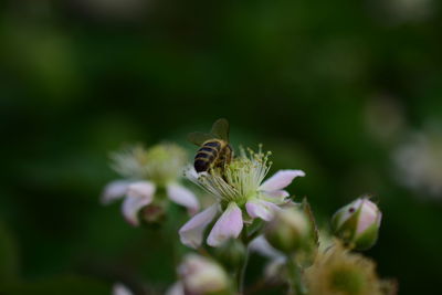 Close-up of insect on flower