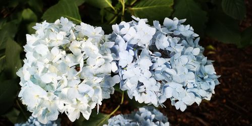 High angle view of white flowering plant
