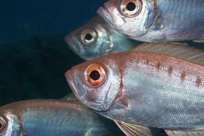 Close-up of fishes swimming undersea