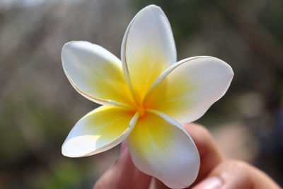 Close-up of hand holding flower