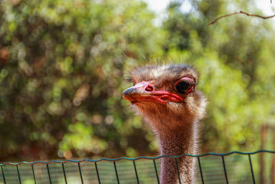 Close-up of ostrich head by fence