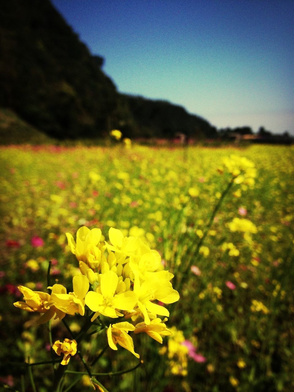 flower, growth, yellow, focus on foreground, nature, fragility, freshness, selective focus, beauty in nature, plant, close-up, leaf, outdoors, day, stem, green color, tree, sunlight, no people, blooming