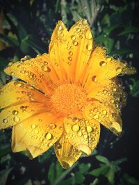 Close-up of wet yellow flower blooming outdoors