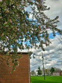 Trees against cloudy sky