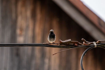 Close-up of bird perching on metal