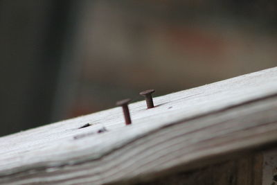 Close-up of rusty metal fence