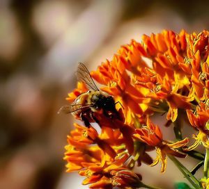 Close-up of bee on flower