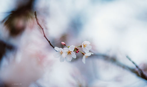 Close-up of cherry blossom tree