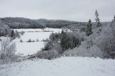 Plants on snow covered land against sky