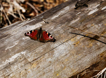 High angle view of insect on wooden plank
