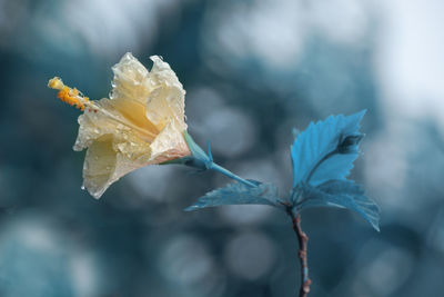 Close-up of wilted flower