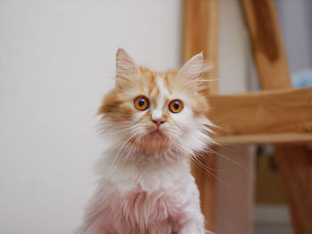 Close-up portrait of a cat