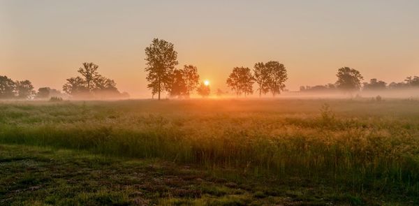 Trees on field against sky during sunrise