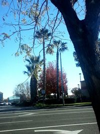 Road leading to bare trees