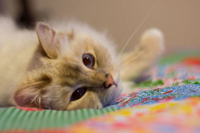 Close-up of cat lying down