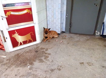 Dog in front of door
